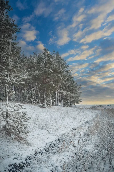 Början Vintern Skogen November — Stockfoto