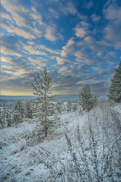 Början Vintern Skogen November — Stockfoto