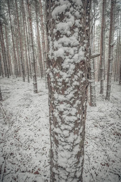 Början Vintern Skogen November — Stockfoto