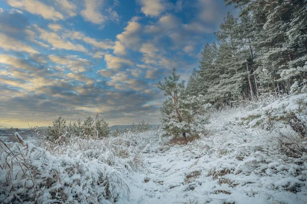 Início Inverno Floresta Novembro — Fotografia de Stock