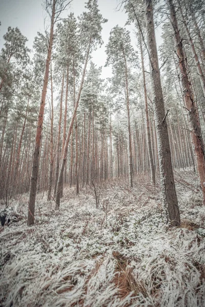 Början Vintern Skogen November — Stockfoto