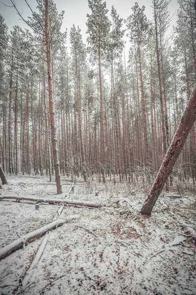 Beginning Winter Forest November — Stock Photo, Image