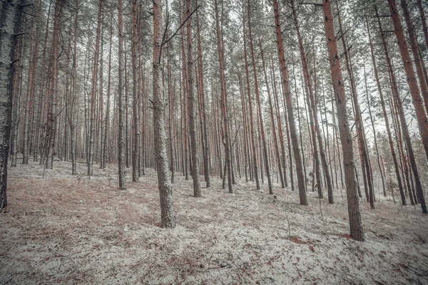 11月の森の冬の始まり — ストック写真