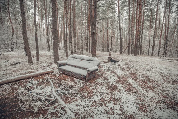 Början Vintern Skogen November — Stockfoto