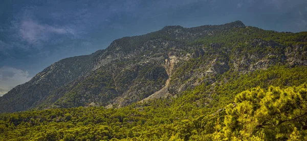 Bosque Coníferas Las Montañas Pavo —  Fotos de Stock