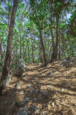 Hindinin dağlarında kozalaklı orman.