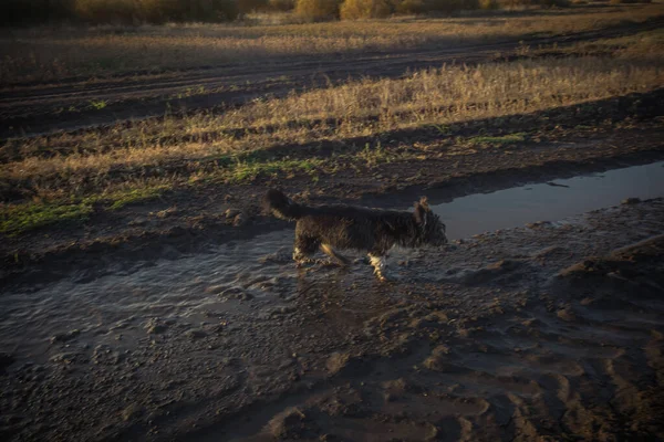 Собаки на прогулянці в сільській місцевості — стокове фото
