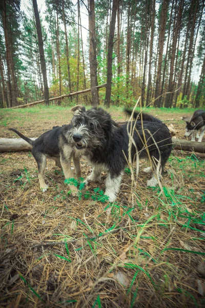 Hunde beim Spaziergang in der Natur — Stockfoto