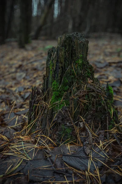 Βρύα Μια Νεκρή Πτώση Στο Δάσος — Φωτογραφία Αρχείου