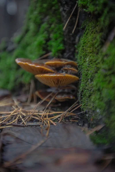 Musgo verde e cogumelos em uma árvore em outono — Fotografia de Stock