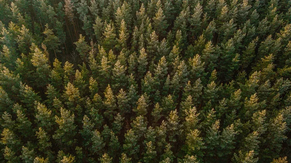 Мороз Сосновому Лісі Кінці Осені — стокове фото