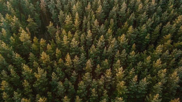 Frost Pine Forest Late Autumn — Stock Photo, Image