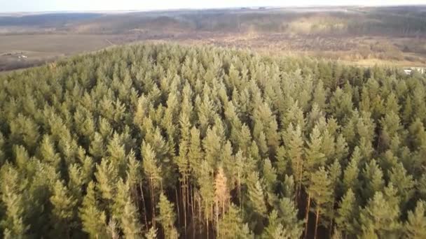 Pierwsze mrozy w sosnowym lesie — Wideo stockowe
