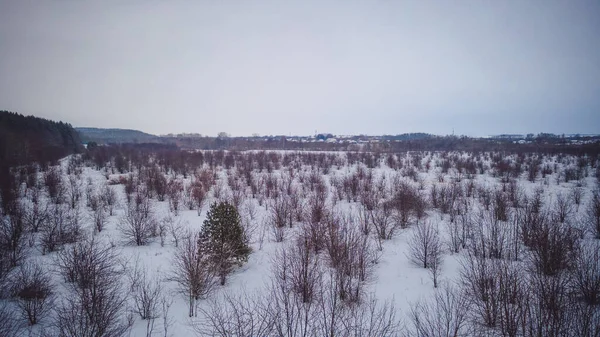 Winterwildtiere Der Russischen Föderation — Stockfoto