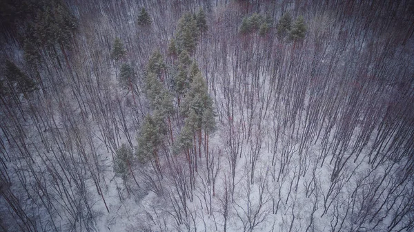 Faune d'hiver dans la Fédération de Russie — Photo