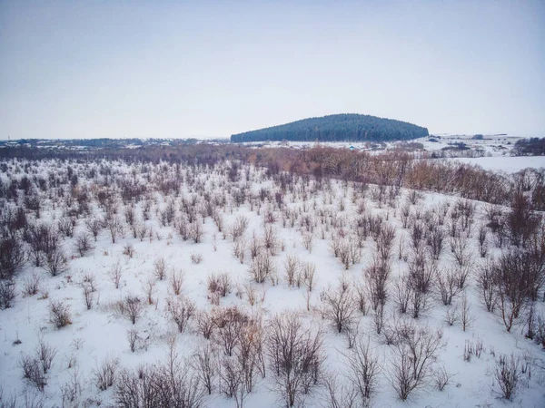 Зимняя дикая природа в Российской Федерации — стоковое фото