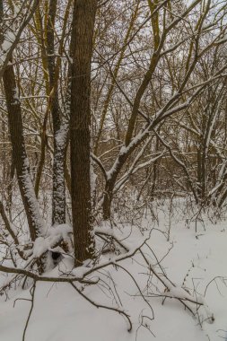 Soğuk Rusya 'da kış nehri. 
