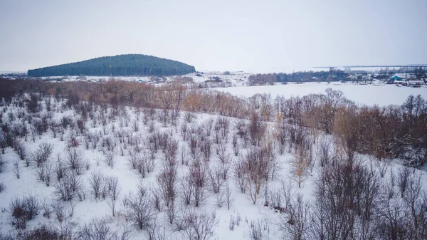 Fauna Selvatica Invernale Nella Federazione Russa — Foto Stock