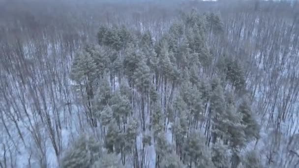 Летать Над Сельской Природой Пензенской Области Кадров — стоковое видео