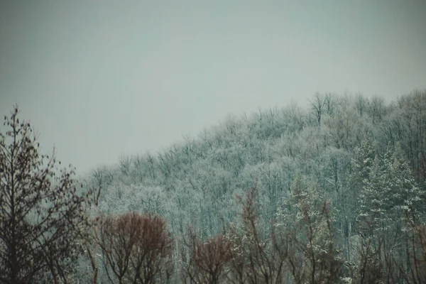 Floresta de pinheiros de inverno no campo da região de Penza — Fotografia de Stock