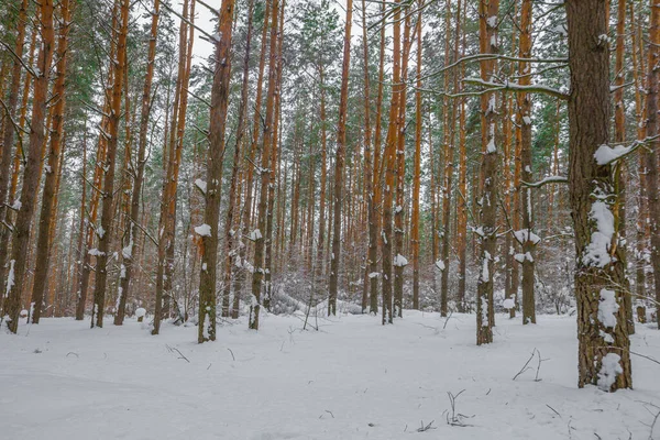 Floresta de pinheiros de inverno no campo da região de Penza — Fotografia de Stock