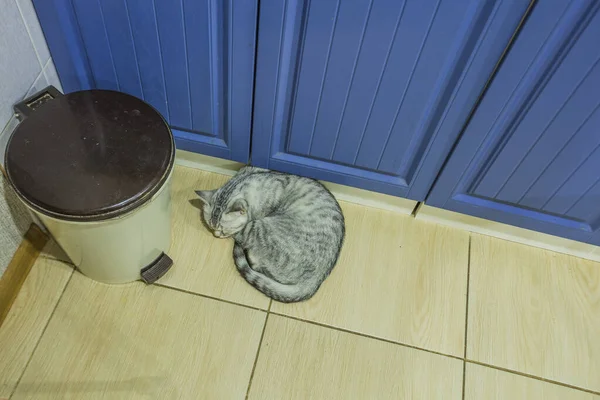 British Breed Cat Sleeps Warm Floor Kitchen — Stock Photo, Image