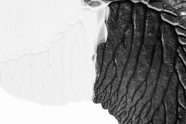 beyaz kağıt arkaplan üzerinde siyah beyaz soyut akrilik boya renk dokusu rorschach mürekkep lekesi yöntemi kullanarak