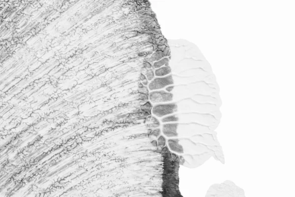 ขาวนามธรรมภาพวาดคร วบนพ นหล งกระดาษส ขาวโดยใช การหม Rorschach — ภาพถ่ายสต็อก