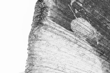 beyaz kağıt arkaplan üzerinde siyah beyaz soyut akrilik boya renk dokusu rorschach mürekkep lekesi yöntemi kullanarak