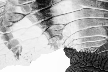 beyaz kağıt arkaplan üzerinde siyah beyaz soyut akrilik boya renk dokusu rorschach mürekkep lekesi yöntemi kullanarak