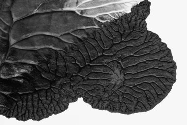 beyaz kağıt arkaplan üzerinde siyah beyaz soyut akrilik boya renk dokusu rorschach mürekkep lekesi yöntemi kullanarak