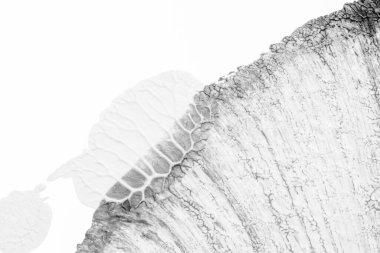 beyaz kağıt arkaplan üzerinde siyah beyaz soyut akrilik boya renk dokusu rorschach mürekkep lekesi yöntemi kullanarak