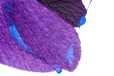 mavi kırmızı soyut akrilik boya renk dokusu beyaz zemin üzerinde mürekkep lekesi yöntemi kullanarak