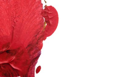 mavi kırmızı soyut akrilik boya renk dokusu beyaz zemin üzerinde mürekkep lekesi yöntemi kullanarak