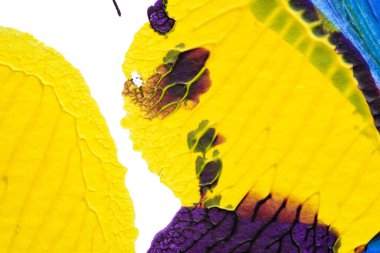 mavi kırmızı soyut akrilik boya renk dokusu beyaz zemin üzerinde mürekkep lekesi yöntemi kullanarak