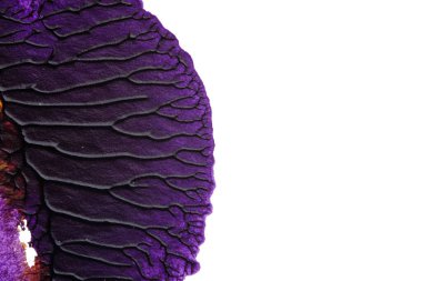 mavi kırmızı soyut akrilik boya renk dokusu beyaz zemin üzerinde mürekkep lekesi yöntemi kullanarak