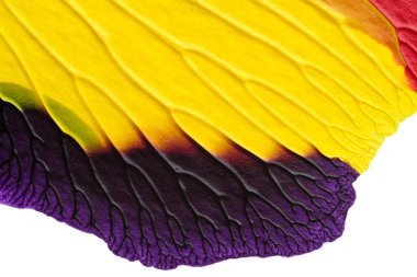 mavi kırmızı soyut akrilik boya renk dokusu beyaz zemin üzerinde mürekkep lekesi yöntemi kullanarak