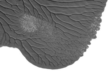 beyaz kağıt arkaplan üzerinde siyah beyaz soyut akrilik boya renk dokusu rorschach mürekkep lekesi yöntemi kullanarak