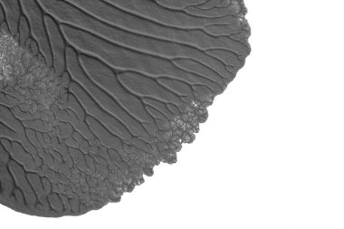 beyaz kağıt arkaplan üzerinde siyah beyaz soyut akrilik boya renk dokusu rorschach mürekkep lekesi yöntemi kullanarak