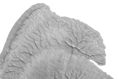 beyaz kağıt arkaplan üzerinde siyah beyaz soyut akrilik boya renk dokusu rorschach mürekkep lekesi yöntemi kullanarak