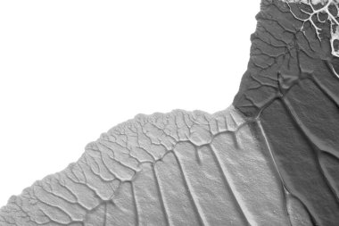 beyaz kağıt arkaplan üzerinde siyah beyaz soyut akrilik boya renk dokusu rorschach mürekkep lekesi yöntemi kullanarak