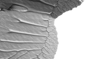 beyaz kağıt arkaplan üzerinde siyah beyaz soyut akrilik boya renk dokusu rorschach mürekkep lekesi yöntemi kullanarak