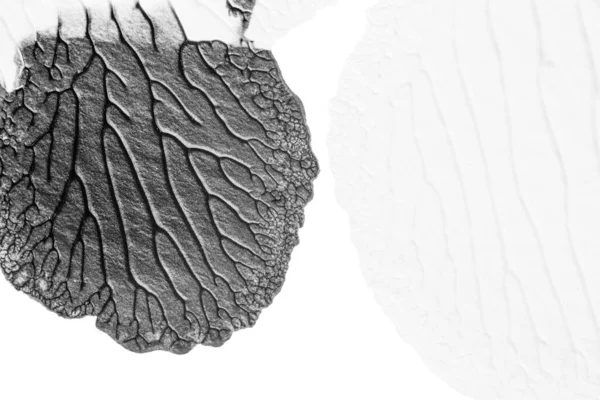 beyaz kağıt arkaplan üzerinde siyah beyaz soyut akrilik boya renk dokusu rorschach mürekkep lekesi yöntemi kullanarak