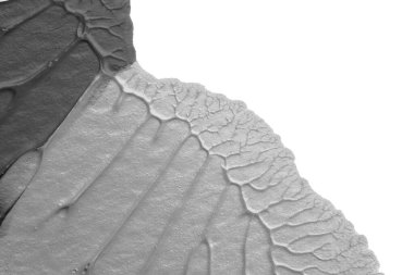 beyaz kağıt arkaplan üzerinde siyah beyaz soyut akrilik boya renk dokusu rorschach mürekkep lekesi yöntemi kullanarak