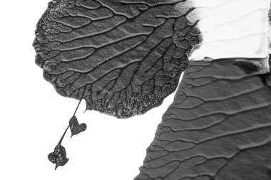 beyaz kağıt arkaplan üzerinde siyah beyaz soyut akrilik boya renk dokusu rorschach mürekkep lekesi yöntemi kullanarak