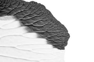 beyaz kağıt arkaplan üzerinde siyah beyaz soyut akrilik boya renk dokusu rorschach mürekkep lekesi yöntemi kullanarak