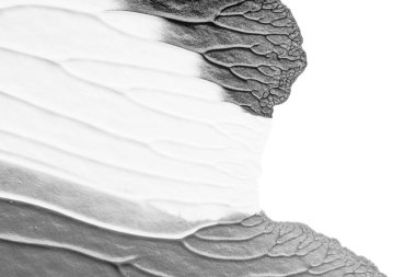 beyaz kağıt arkaplan üzerinde siyah beyaz soyut akrilik boya renk dokusu rorschach mürekkep lekesi yöntemi kullanarak