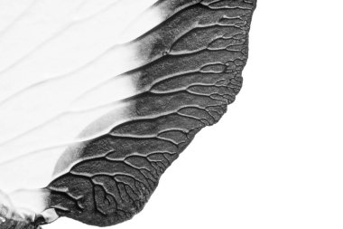 beyaz kağıt arkaplan üzerinde siyah beyaz soyut akrilik boya renk dokusu rorschach mürekkep lekesi yöntemi kullanarak