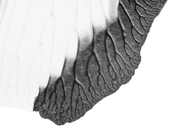 beyaz kağıt arkaplan üzerinde siyah beyaz soyut akrilik boya renk dokusu rorschach mürekkep lekesi yöntemi kullanarak