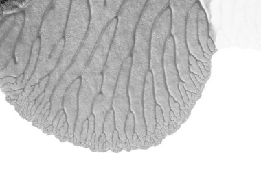 beyaz kağıt arkaplan üzerinde siyah beyaz soyut akrilik boya renk dokusu rorschach mürekkep lekesi yöntemi kullanarak